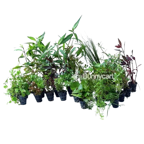 Bunnycart Assorted Aquatic Plants