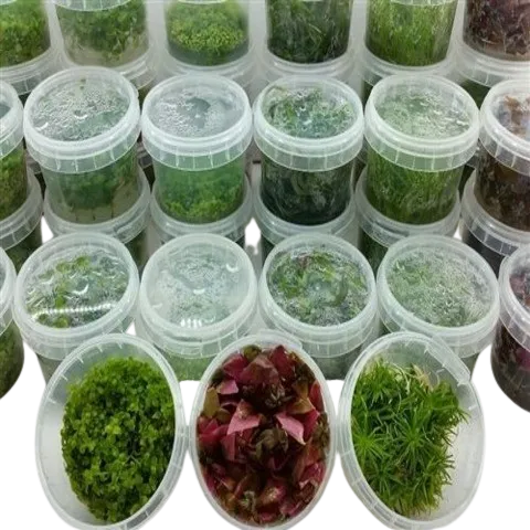 Bunnycart Tissue Culture Aquatic Plants